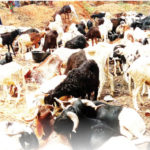 rams to constituents in Zamfara, rams