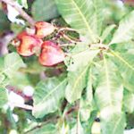 Cashew is healthy for individuals, healthy for individuals with diabetes