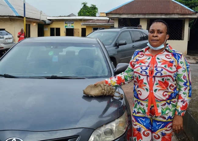Police nab suspected lawyer