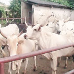 Cattle Sokoto Marshall arrests two suspected cattle rustlers, Livestock, Lagos anti-open grazing bill