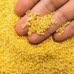 Millet-based diet can lower risk