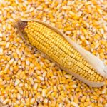 USAID Trade hub awards N562.9m grant to FMN-GAIL on maize, soybean production in Nigeria
