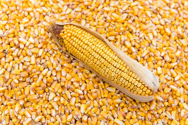 USAID Trade hub awards N562.9m grant to FMN-GAIL on maize, soybean production in Nigeria