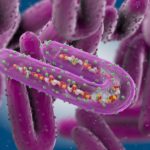 Shutting Nigeria’s door on Marburg disease, Marburg virus: What you need to know