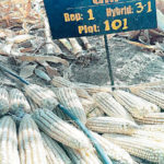 armyworm