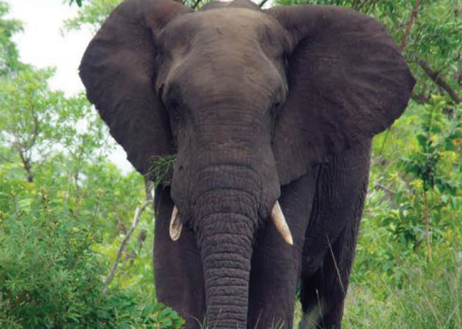 elephants