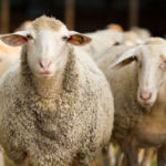 sheeps