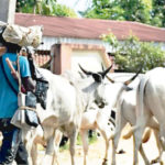 We are still suffering from organised attacks in Nigeria ― Miyetti Allah, Bandits killed five herders in Plateau, Herder beheaded in Kaduna, feedlots operational system, open grazing, Delta govt not providing