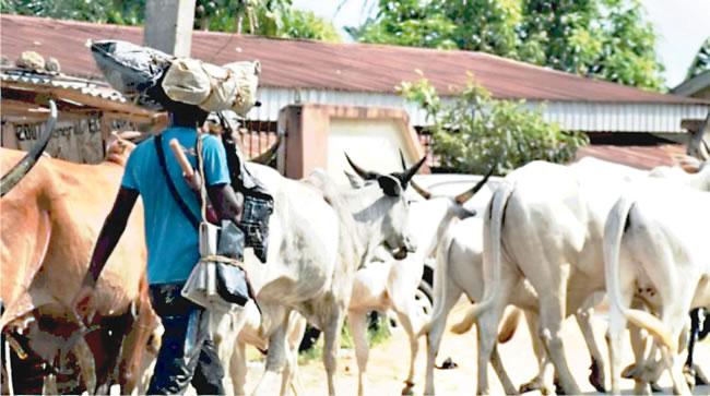 We are still suffering from organised attacks in Nigeria ― Miyetti Allah, Bandits killed five herders in Plateau, Herder beheaded in Kaduna, feedlots operational system, open grazing, Delta govt not providing