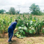 Maize farmers drought-resistant hybrid maize seeds help Nigeria attain food security