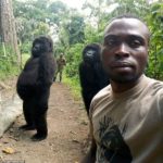 Gorilla who posed for selfie with Congolese ranger dies in the arms of same man