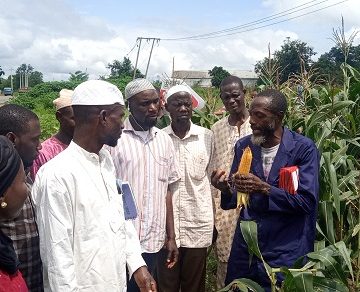 drought-resistant hybrid maize seeds help Nigeria attain food security