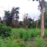 proven to cause psychosis, Ekiti govt discovers 10