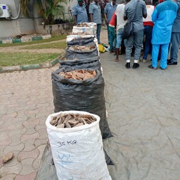 Customs seize N1.7bn Pangolin