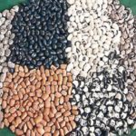 gains of planting PBR beans