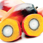 How unripe palm kernel seed shrinks fibroid