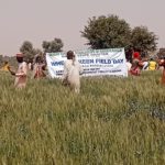importation of wheat