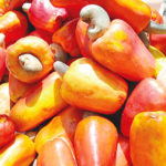 NCAN Baay Agro to empower farmers, Cashew