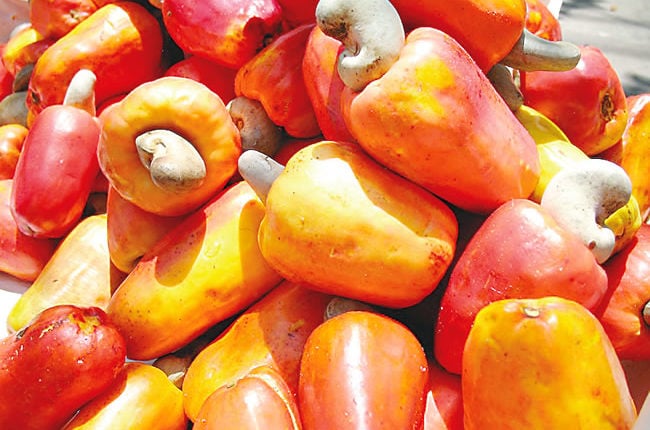 NCAN Baay Agro to empower farmers, Cashew