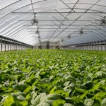 roadmap to sustainable future, Greenhouse