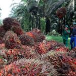 Okumu oil paid whistleblowers, Okomu Oil raises alarm over bandits invasion of rubber plantation