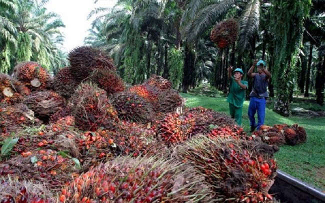 Okumu oil paid whistleblowers, Okomu Oil raises alarm over bandits invasion of rubber plantation