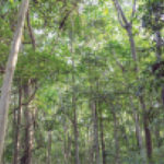 How trees are falling to Nigeria’s energy crisis