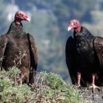 conservation of vulture