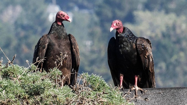 conservation of vulture