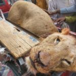Hunters kill lion