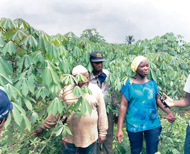 agric production in Africa