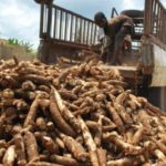 Job creation SNP partners South Korea to empower 500000 Large-Starch producers, NNMDA set to train five million Nigerian youths on cassava plantation