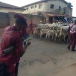 Anti-grazing law: Amotekun, soldiers clash over arrest of cows in Ondo