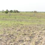 NALDA targets 1000mt of maize
