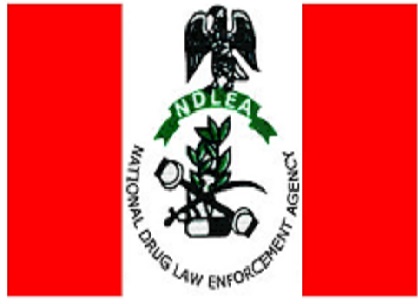 NDLEA raids cannabis cartels, U.S. supports NDLEA, NDLEA intercepts Brazil, NDLEA nabs wanted , NDLEA declares Lagos , NDLEA nabs 4 kingpins, NDLEA Arrests 220 , NDLEA parcels Meth Lagos,NDLEA seizes 456.8 kg, NDLEA Ikoyi properties , Ondo NDLEA rehabilitates 60, NDLEA arrests seven suspects, Why we raided Abuja hotel ― NDLEA, NDLEA Commander harps on education as, NDLEA nabs another, We have arrested