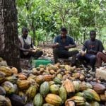 climate change effects, West Africa cocoa production