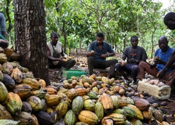 climate change effects, West Africa cocoa production