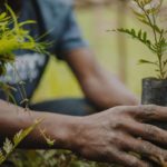 destroy 40 seedlings in Bauchi