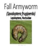 fall armyworm fall armyworm (spodoptera frugiperda)
