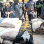 Customs seize Cannabis Sativa