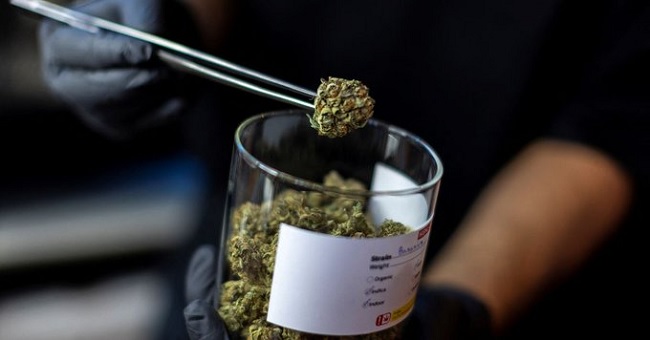 Thailand legalises growing,