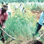 Food sufficiency: NEPC
