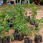 Afforestation: BASEPA plants trees