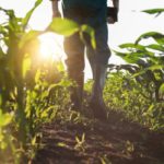 Farmers, extension agents trained to use NISSAGRO mobile app on farms, Nigerian farmers pests diseases,have your own farm CSDevNet