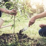 Environment ministry tree planting,consider planting a tree