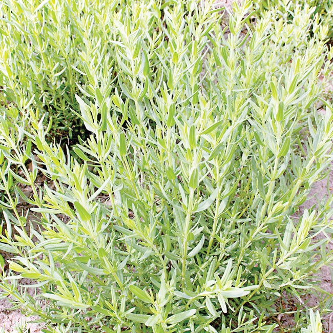 Hyssop may be a potential source of antibiotic for UTIs