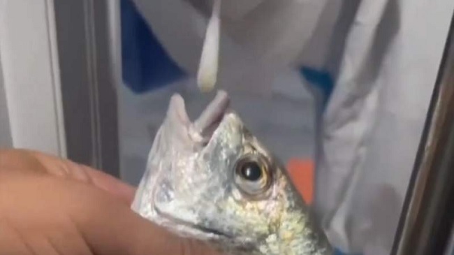 Fish tested amid,