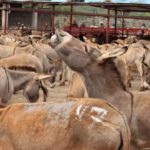Donkey ban Buhari investment,Nigeria’s proposed ban on donkey slaughter