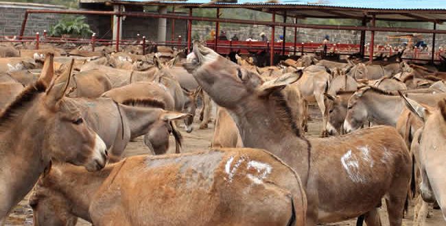 International animal welfare charity supports Nigeria's proposed ban on  donkey slaughter