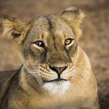 Nigeria has less than 50 lions 
